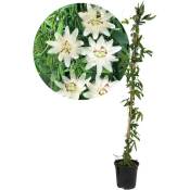 Plant In A Box - Passiflora 'Constance Elliot' xl - Passiflore - ⌀17cm - Hauteur 110-120cm - Blanc