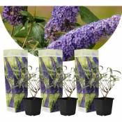 Arbustes à papillons - Buddleja Purple - Set de 3 - Pot 9cm - Hauteur 25-40cm