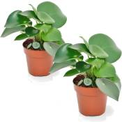Plant In A Box - Peperomia Raindrop - Set de 2 - Pot 12cm - Hauteur 20-30cm - Vert