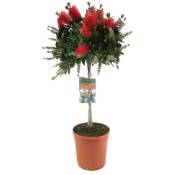 Callistemon citrinus - plante d'abat-jour - Pot 21cm - Hauteur 90-110cm - Rouge