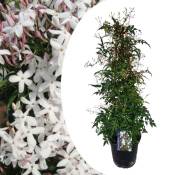 Plant In A Box - Jasminum Polyanthum - Pyramide - Jardin - Pot 17cm - Hauteur 60-70cm - Blanc