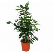 Exotenherz - Ficus benjamini 'Danielle', bouleau figue 14cm