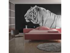 Papier peint tigre blanc l 300 x h 231 cm A1-XXLFTNT0398