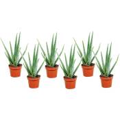 Plant In A Box - Aloe Vera - Set de 6 - Succulentes - ⌀10,5cm - Hauteur 25-40cm - Vert