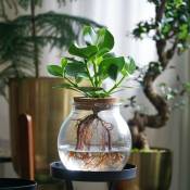 Plant In A Box - Clusia en verre - Hydroponique - Plante