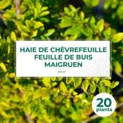 20 Chèvrefeuille à feuilles de buis 'Maigruen' (Lonicera