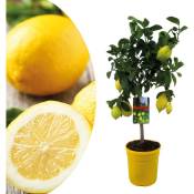 Plant In A Box - Citrus Limon - Citronnier - Pot 19cm