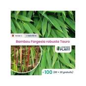 100 Bambou Fargesia robusta Tauro en pot de 1 Litre