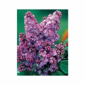 2 Lilas couleur lilas - Willemse