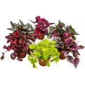 Bloomique - 6x Begonia Beleaf Mix – Feuillage Begonia