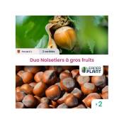 Leaderplantcom - Duo Noisetiers à gros fruits - 2