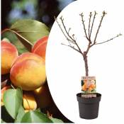 Prunus Armeniaca - Abricotier - Arbre fruitier - ⌀21cm - Hauteur 90-100cm - Rose