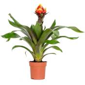 Guzmania Crown – Plante tube – Plante d'intérieur