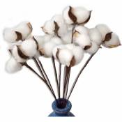 Lot de 30 véritables fleurs de coton séchées avec