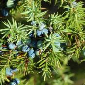 Pepinières Naudet - Genévrier Commun (Juniperus Communis)