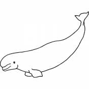 A7 'Baleine Béluga' Tampon (Non monté) (RS00001504)