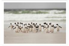 Affiche animaux pingouins sans cadre 30x20cm