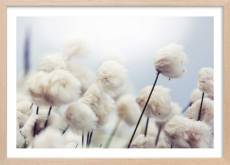Affiche fleurs de coton au vent avec cadre 30x20cm