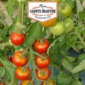 La Ferme Sainte Marthe - Tomate Miel du Mexique - 50 graines