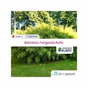 Leaderplantcom - 11 Bambou Fargesia Rufa en pot de 1 Litre