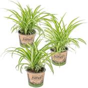 Lys d'herbe - Chlorophytum 'Variegatum' par 3 pièces - PetFriendly - Plante d'intérieur ⌀12 cm - ↕25 cm
