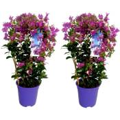 Plant In A Box - Bougainvillea 'Alexandra' - Set de 2 - Violet - Pot 17cm - Hauteur 50-60cm - Violet