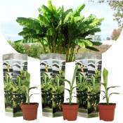Plant In A Box - Musa Basjoo - Set de 3 - Plante de banane - Jardin - Pot 9cm - Hauteur 25-40cm - Jaune