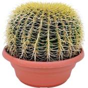 Echinocactus grusonii - Cactus à tonne dorée - Cactus - ⌀25cm - Hauteur 40–45cm - Jaune