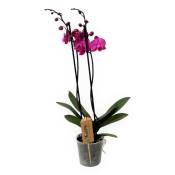 Plant In A Box - Phalaenopsis - Orchidée Pourpre -