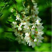 Robinier Faux Acacia (Robinia Pseudoacacia) - Godet