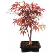 Exotenherz - rable à éventail du Japon, Acer palmatum,