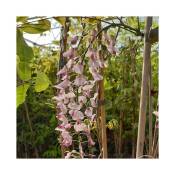 Javoy Plantes - Glycine du Japon 'Honbeni' ('Pink Ice')