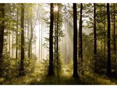 Morning forest, photo murale intissée, 360x270 cm,