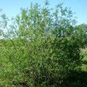 Pepinières Naudet - Saule des Vanniers (Salix Viminalis)