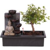 Plant In A Box - Bonsaï avec système d'eau - Bouddha