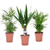 Plant In A Box - Mini palmiers - Mélange de 3 - Pot