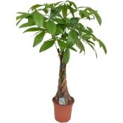 Plant In A Box - Pachira Aquatica - 'L'arbre à monnaie'