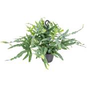 Bloomique - Fougère en pot accrochée à l'unité - Phlebodium 'Blue Star' - Plante d'intérieur ⌀18 cm - ↕40-45 cm
