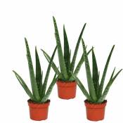 Exotenherz - Lot de 3 - Aloe vera - env. 2 ans - 10,5cm