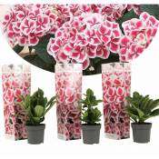 Hydrangea bicolor 'Camilla' Pink - Set de 3 - Pot 9cm - Hauteur 25-40cm