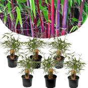 Plant In A Box - Fargesia Asian - Set de 6 - Bambou non croissant - Pot 13cm - Hauteur 25-40cm - Rouge