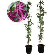 Plant In A Box - Passiflore 'Victoria' xl - 2 pièces - Passiflore - ⌀17 cm - H120 cm - Rose