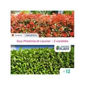 Duo Photinia Rouge et Laurier Vert – 2 variétés – Lot de 12 plants en pot de 8L pour une haie de 10m