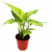 Mini-Plant - Dieffenbachia - Dieffenbachia - Idéal pour les petits bols et verres - Baby-Plant en pot de 5,5 cm
