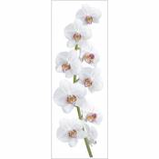 Sticker mural décoratif 56 cm X 164 cm, fleur orchidée pour décoration intérieure - Blanc