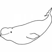 A7 'Baleine Béluga' Tampon (Non monté) (RS00001503)