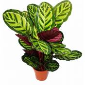 Exotenherz - xxl plante d'ombrage à motif de feuilles inhabituel - Calathea roseapicta - pot de 19cm - hauteur env. 60-80cm