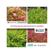 Leaderplantcom - Kit Haie Basse Persistante - 4 variétés - 100 plantes en godet