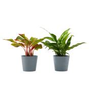 Plante d'intérieur - Duo d'aglaonema 25 cm en pot