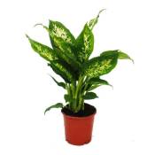 Exotenherz - Dieffenbachia -Compacta- - 1 plante - plante d'intérieur facile d'entretien - purifiant l'air - pot de 12cm